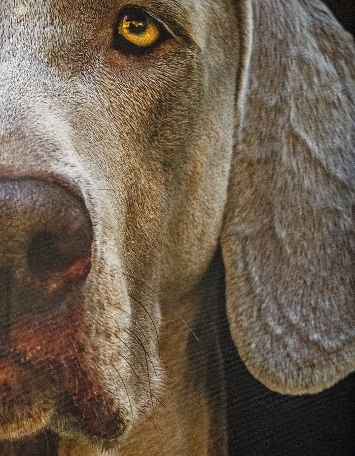 Madison West Elm apartments Close-up of a gray dog's face, showing one golden-brown eye, nose, and ear against a dark background.